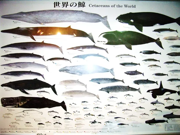ポスター「世界の鯨」