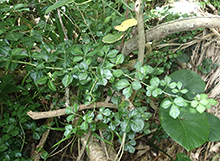 英語洋書】 沖縄本島と琉球諸島南部の植物相 『Flora of Okinawa