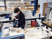 Graduate student working in Natural Museum of Natural History, Smithsonian Institute