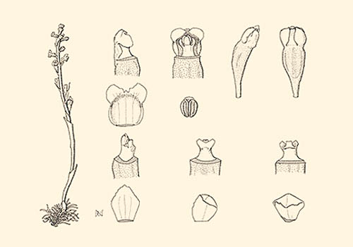 Line drawing of Neottia inagakii, an endangered Japanese orchid, by Nakajima Mutsuko