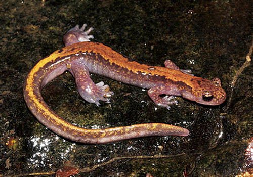 Tsukuba clawed salamander