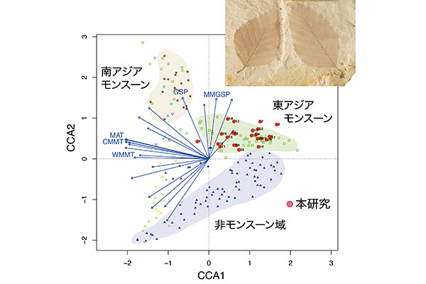 Analysis results of plant fossils