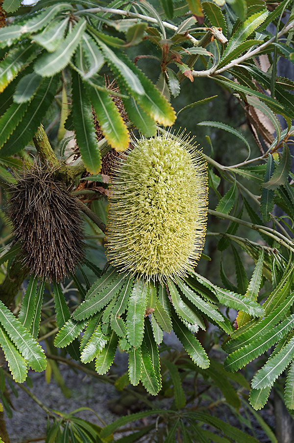 Plants which have adapted to fire Banksia aemula