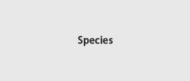 Species