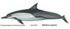 Long-beaked common dolphin illust