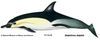 Common dolphin illust