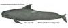 Short-finned pilot whale illust