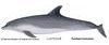 Bottlenose dolphin illust