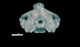 Baird's beaked whale  skull：Caudal
