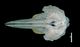 Baird's beaked whale  skull：Dorsal