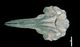 Baird's beaked whale  skull：Ventral