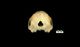 Common dolphin skull：Caudal