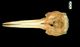 Common dolphin skull：Dorsal