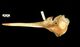 Common dolphin skull：Right