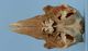 Risso's dolphin skull：Ventral