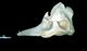 Short-finned pilot whale skull：Right