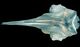 Northern bottlenose whale skull：Dorsal