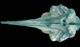 Northern bottlenose whale skull：Ventral