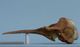 Northern right whale dolphin skull：Left