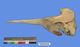 Stejneger's beaked whale skull：Left