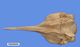 Stejneger's beaked whale skull：Dorsal