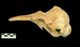 Finless porpoise skull：Left