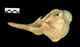 Finless porpoise skull：Right