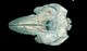 Killer whale skull：Dorsal