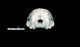 False killer whale skull：Caudal