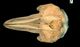 Melon-headed whale skull：Dorsal