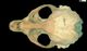 Harp seal skull：Dorsal