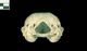 Ringed seal skull：Caudal