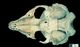 Ringed seal skull：Dorsal