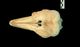 Harbour porpoise skull：Dorsal