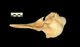 Harbour porpoise skull：Right