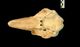 Harbour porpoise skull：Dorsal