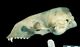 Harbor seal skull：Left