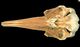 Rough-toothed dolphin skull：Ventral