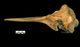 Striped dolphin skull：Left