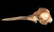 Indo-Pacific bottlenose dolphin skull：Left