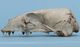 California sea lion skull：Left