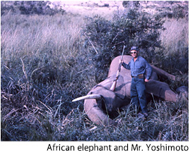 African elephant and Mr. Yoshimoto