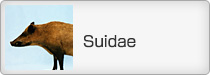 Suidae