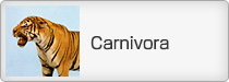 Carnivora