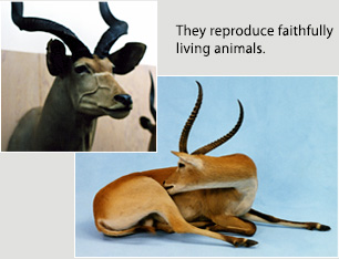 They reproduce faithfully living animals.