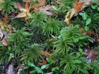 Climacium japonicum Lindb(Moss)