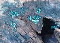 Fungi of the Chlorociboria aeruginosa genus