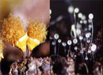 Left: Slime mold; Right: Slime mold of the Acrasiomycota phylum