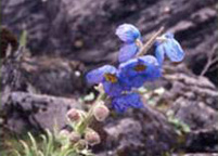 Himalayan blue poppy (Meconopsis discigera) Determination of the flower color mechanism is difficult