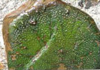 Angiosperm: Hydrobryum japonicum Imamura 
The root has taken on a leaf-like appearance
